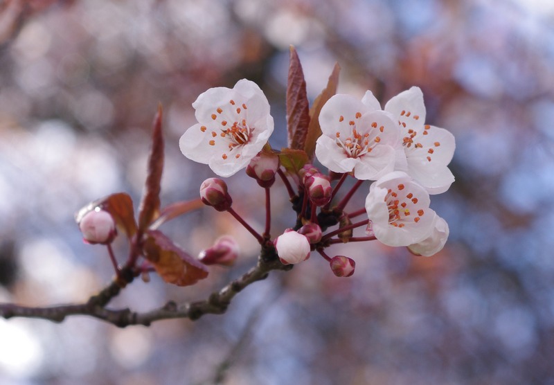 “Kosmonavt” danakdan ungan sakura muddatidan olti yil avval gulladi