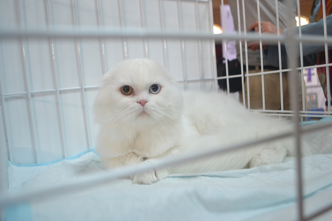 Hojatxonada mushukka qarash Hojatxonada mushukka qarash