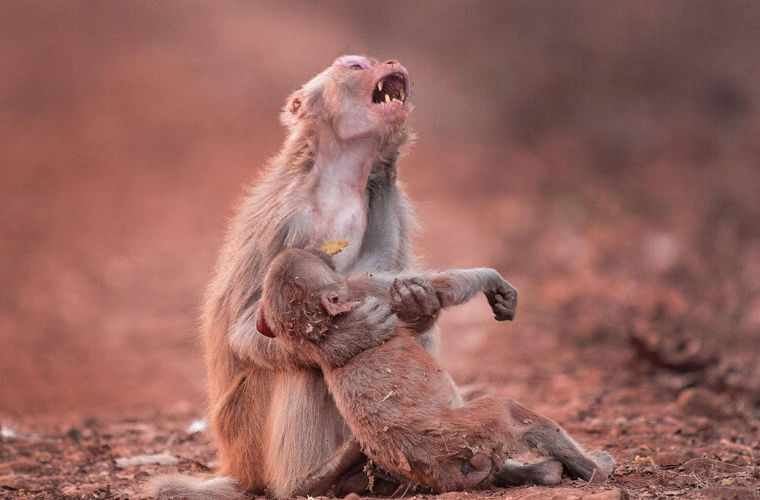 Bu kunnilingusning fotosurati nima?