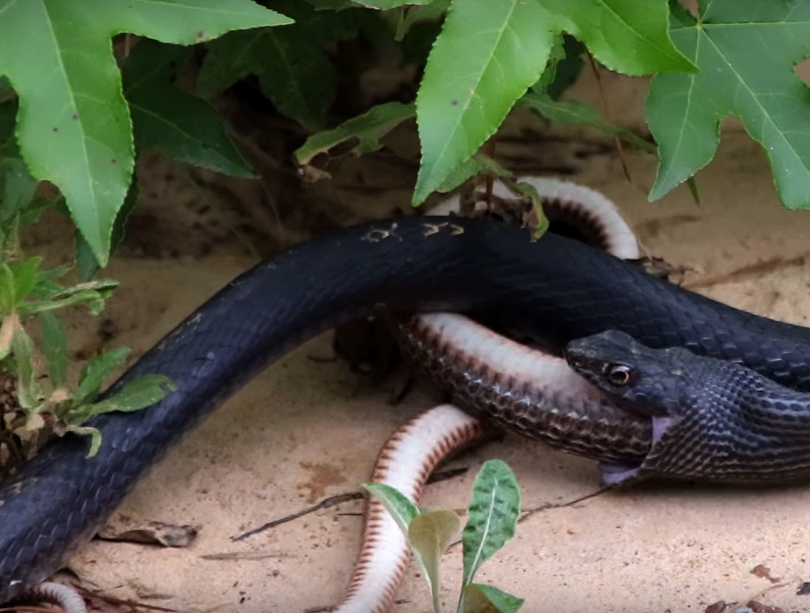 Ular uxlab yotgan qiz dostlarini porno bilan masxara qilishdi.