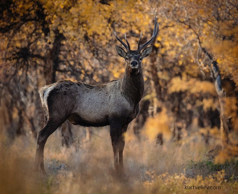 PJ Sparks bilan eng yaxshi porno