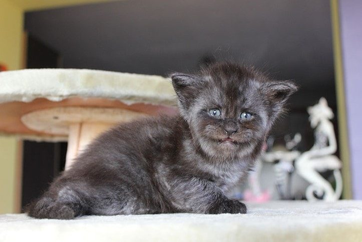 Pompalangan mushuklarni tomosha qiling Porno hussars retro