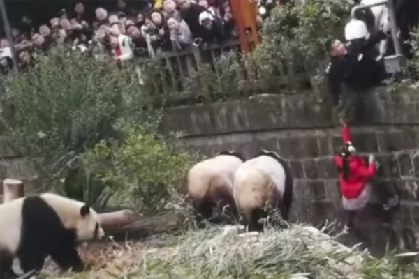 Yetuk jinsiy eshaklar