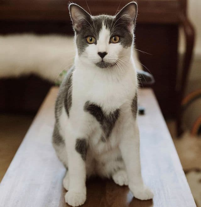 Qanday qilib rus turmush qurgan ayollar sikishadi