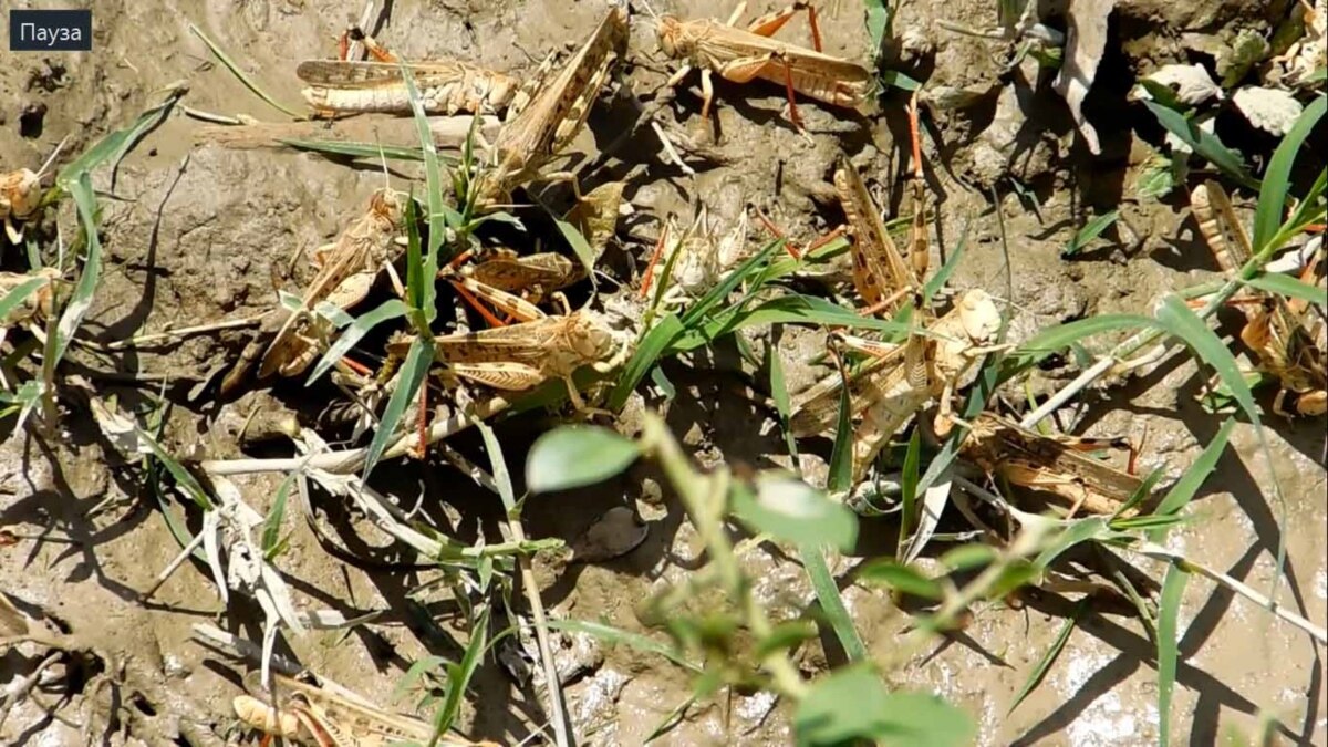 Ruskino jinsiy aloqa