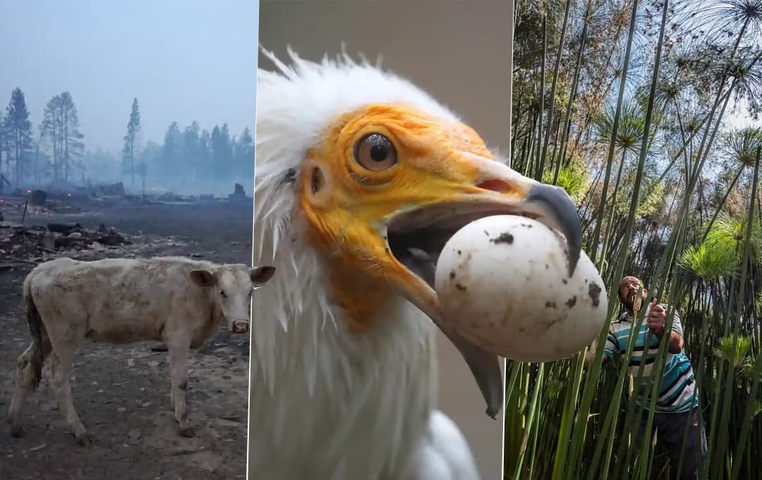 Tug‘ilgan kunini nishonlayotgan panda, uyga qaytayotgan fillar, Meksikadagi osma transport. 9-avgust suratlari