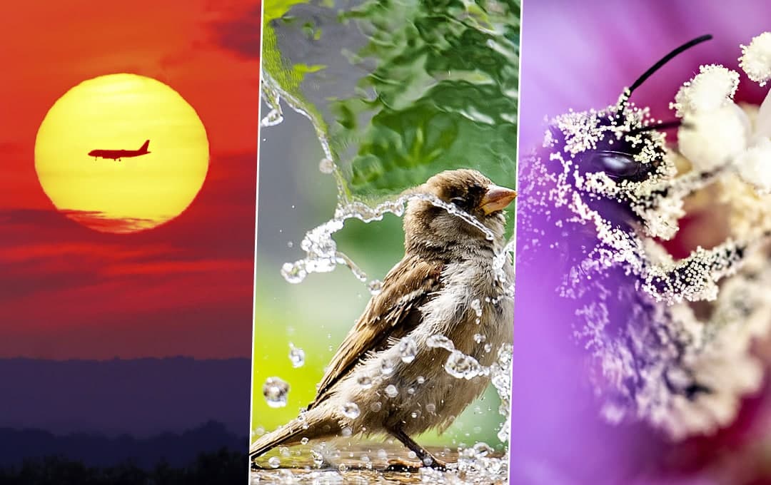 Toshkentda uchrashgan jahon chempionlari, o‘rmon yong‘inlaridan xalos bo‘lgan Turkiya, Kuvaytdagi shinalar qabristoni. Hafta suratlari