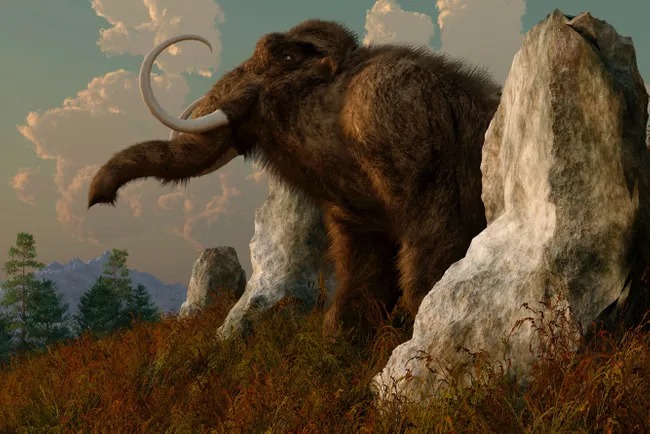 Amerika startapi genomni tahrirlash yordamida qirilib ketgan hayvonlarni qayta tiklamoqchi. U mamontlarni “tiriltirish” uchun 15 mln dollar jalb qildi