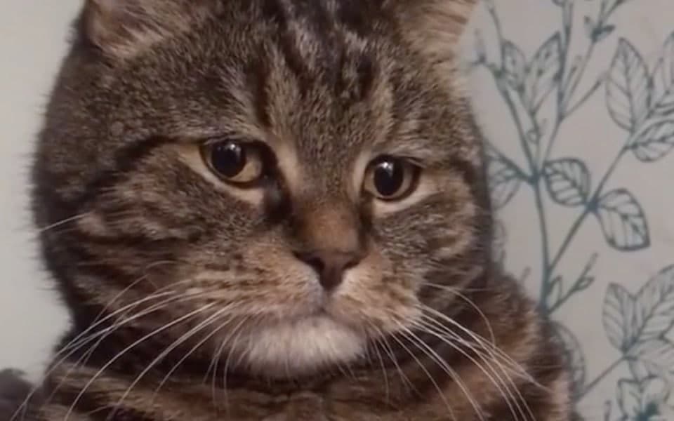 Transvestitlar porno video