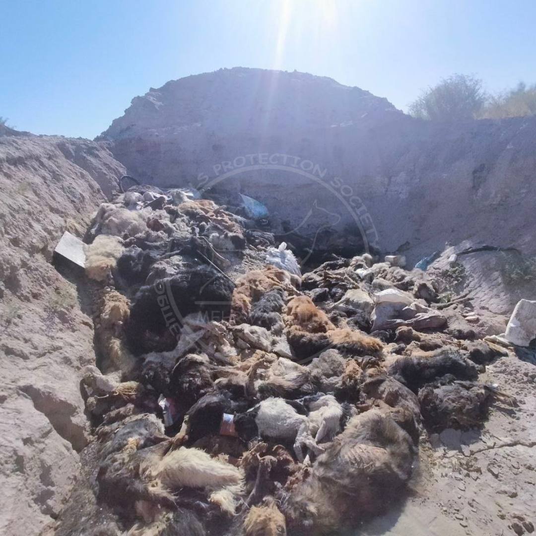 Tez yordam mashinasida jinsiy aloqa