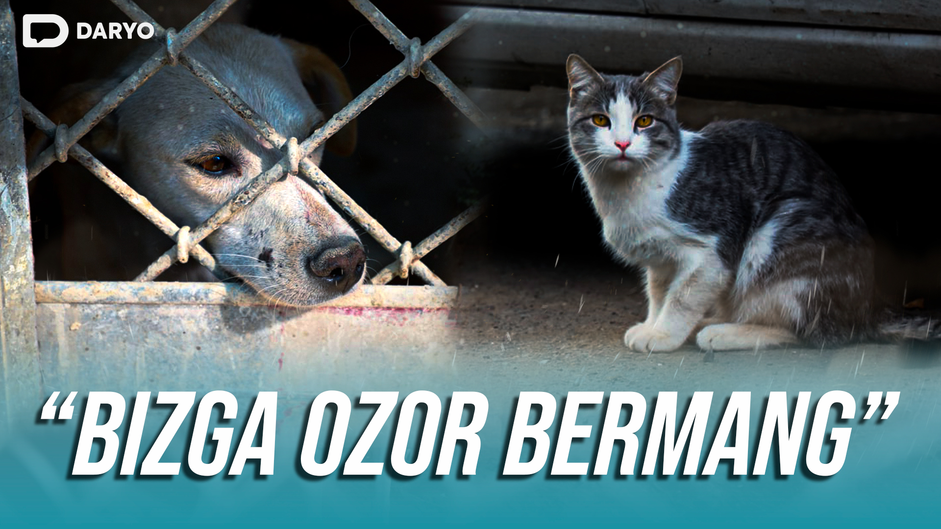 Hayvonlarga ozor bermang, zero ularning ham biz kabi yashashga haqqi bor!