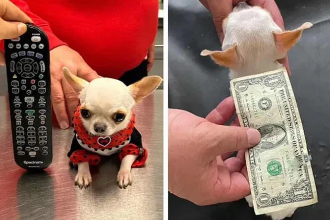 Kirishda porno davom etdi