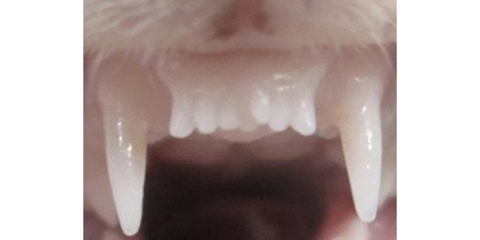 янги тишларни ўстирадиган дори