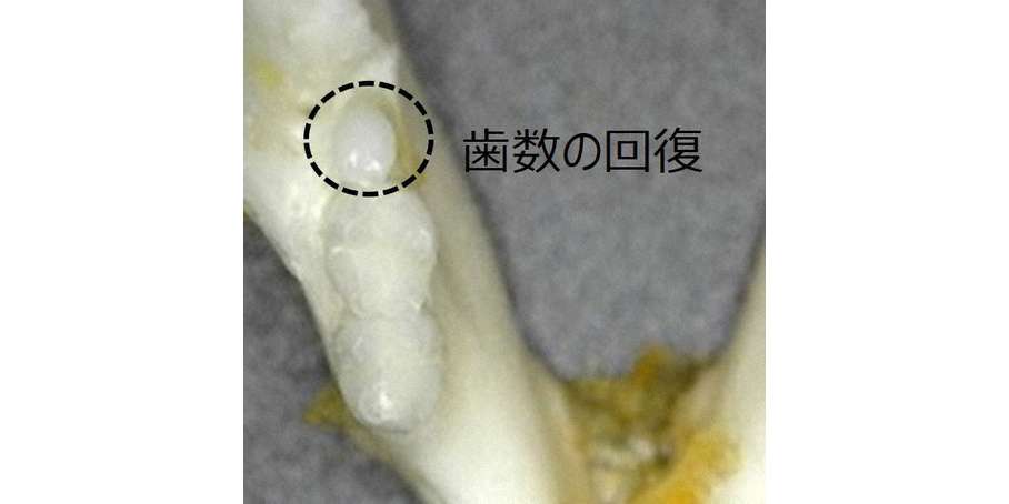 янги тишларни ўстирадиган дори