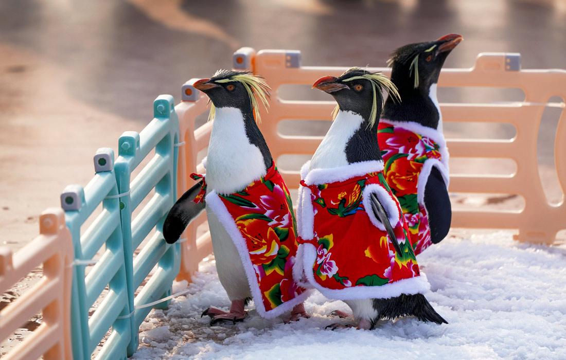 Yaponiyalik gimnastikachilar bilan jinsiy aloqa Mia Khalifa ikki qora yigitlar tomonidan qattiq becerdin oladi