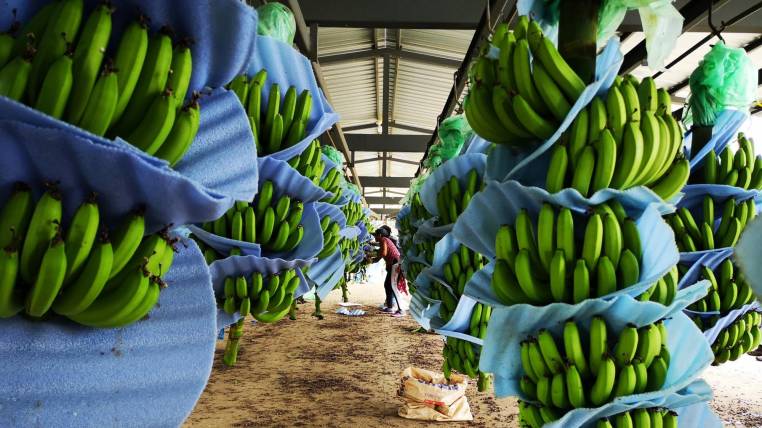 Disruptions in Ecuador impact global banana supply chain, prices soar