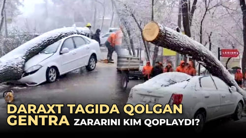 <p><b><strong>Toshkentda ustiga daraxt qulagan Gentra zararini kim qoplaydi?</strong></b></p>