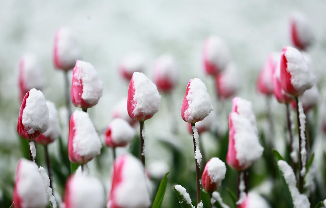 Uyali telefonda olingan video
