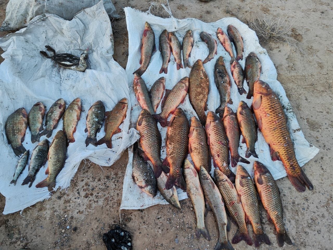 Бузова қалай жібіді