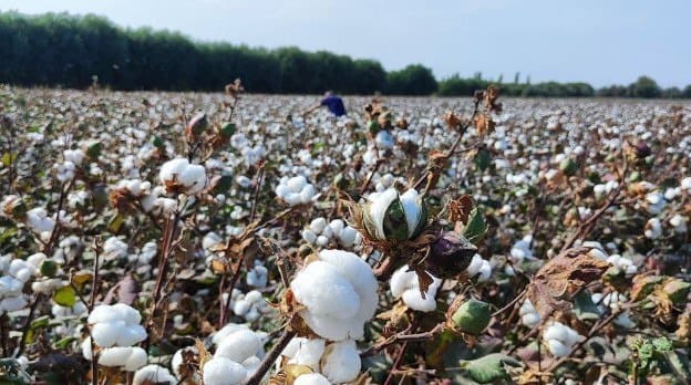 <p>Uzbekistan's cotton pricing strategy faces scrutiny as market conditions shift<b>&nbsp;</b></p>