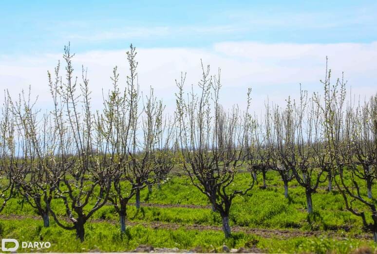 <p><b>O‘zbekistonda bog‘dorchilik bo‘yicha ayrim subsidiyalar bekor qilindi </b></p>