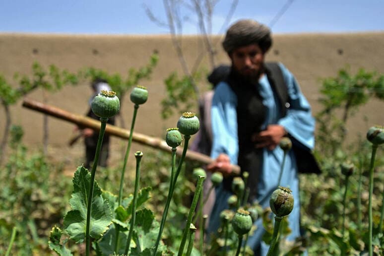 <p><b>&ldquo;Tolibon&rdquo; </b><b>opium o&lsquo;rniga&nbsp;</b><b>fermerlarga </b><b>bug&lsquo;doy va makkajo&lsquo;xori urug&lsquo;i tarqatdi</b></p>
