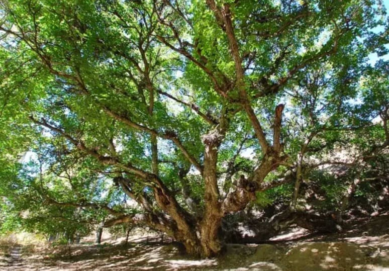 Uzbekistan's ancient trees make their mark on international Monumental Trees list 