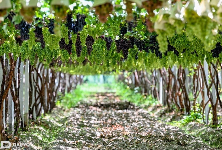 Uzbekistan's table grapes make U.S. debut as initial shipment signals strong market potential 