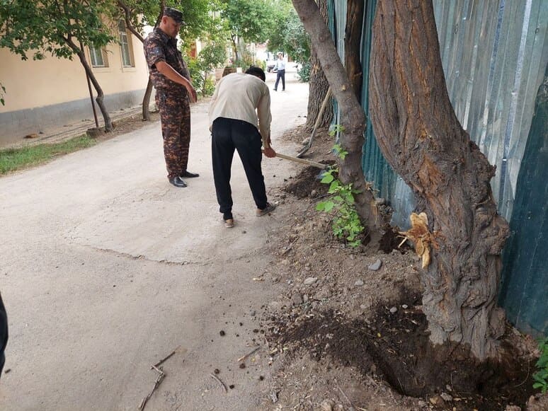 <p><b><strong>O‘zbekistonda daraxtlarni kesish va qasddan quritganlik uchun jarimalar oshirilmoqda</strong></b></p>