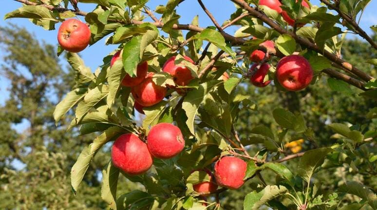 Kazakhstan launches revival program for Aport apples to boost local production and exports 