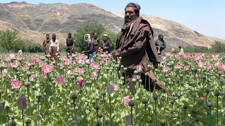 <p>Opium cultivation in Afghanistan sees 19% y/y increase in 2024 despite ongoing ban</p>