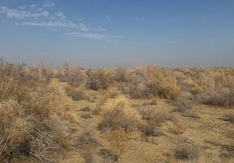Uzbekistan cracks down on illegal desert vegetation cutting as part of Yashil Makon project&nbsp;