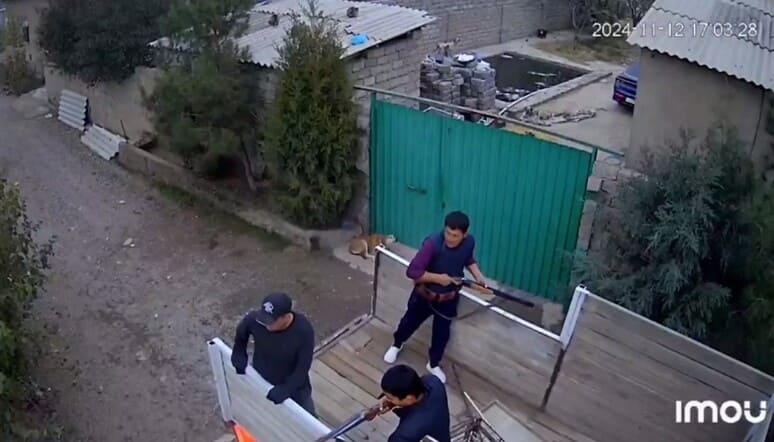 <p><b>Piskentda itlar otilgani bo‘yicha ma’lumot berildi</b></p>