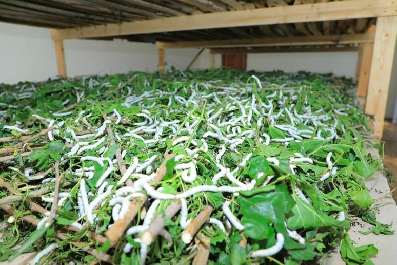 Ўзбекистонда уй шароитида тирик пилла етиштираётганлар даромад солиғидан озод қилинади