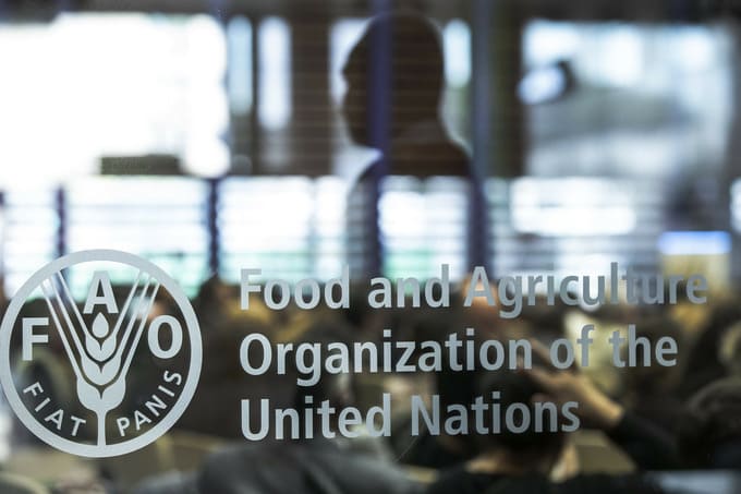 <p>FAO plans to dedicate 42% of activities to development projects in Afghanistan in 2025<b>&nbsp;</b></p>