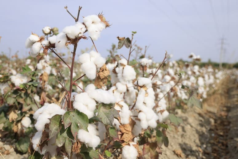 Competition Committee of Uzbekistan investigates Payariq Cluster for cotton trading violations