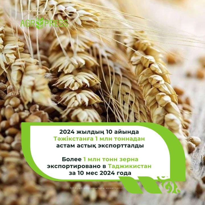 Импорт зерна из Казахстана в Таджикистан вырос на 11% за 2024 год&nbsp;