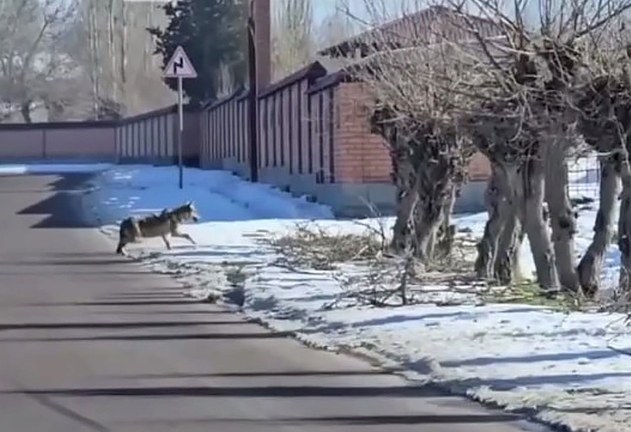 Piskentdagi aholi hududida bo&lsquo;rilar kezib yurgani aniqlandi