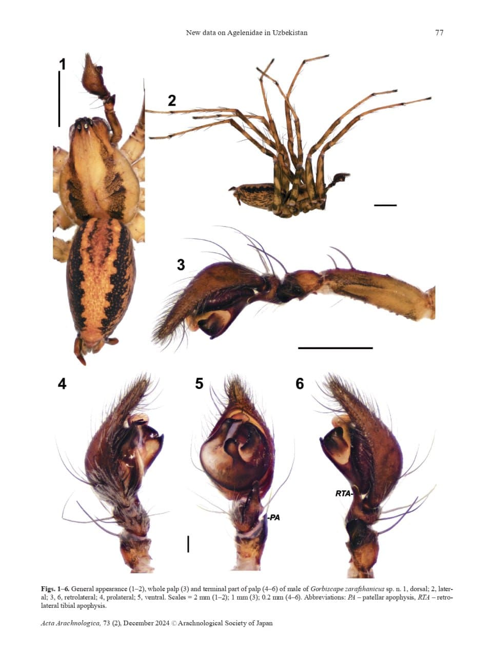 Gorbiscape zarafshanicus: new spider species found in Uzbekistan&nbsp;