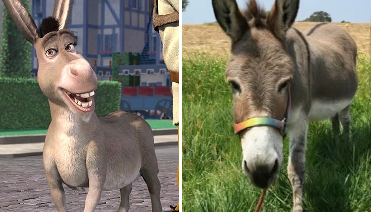 <p><b><strong>“Shrek” multfilmidagi eshakning prototipi vafot etdi</strong></b></p>