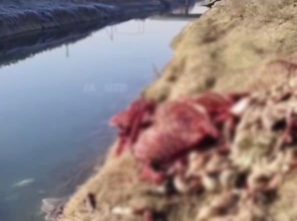 <p><b><strong>Oqqo‘rg‘on tumanidagi kanaldan eshak go‘shti topildi (video)</strong></b></p>