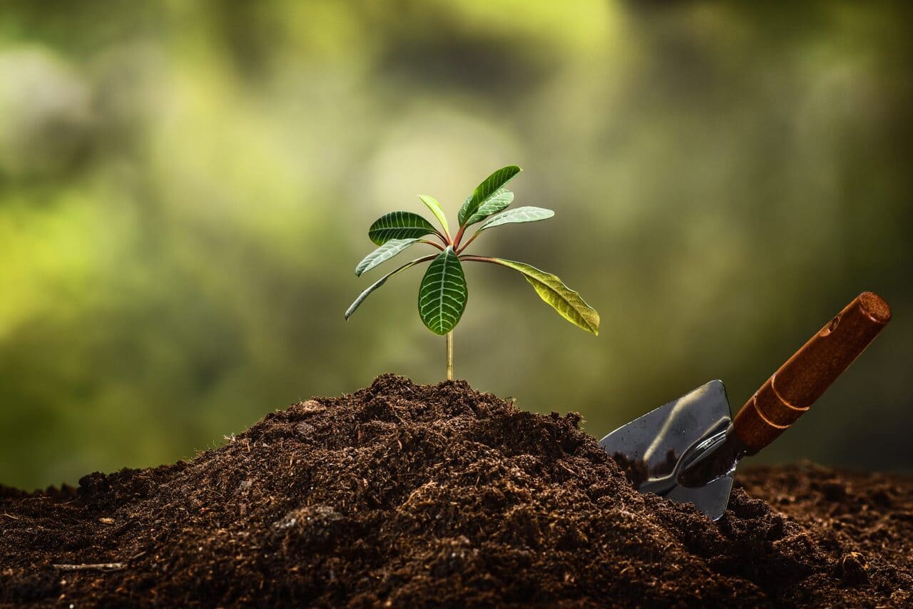 Kazakhstan aims to plant 336.5mn trees across 494,000 hectares in 2025&nbsp;