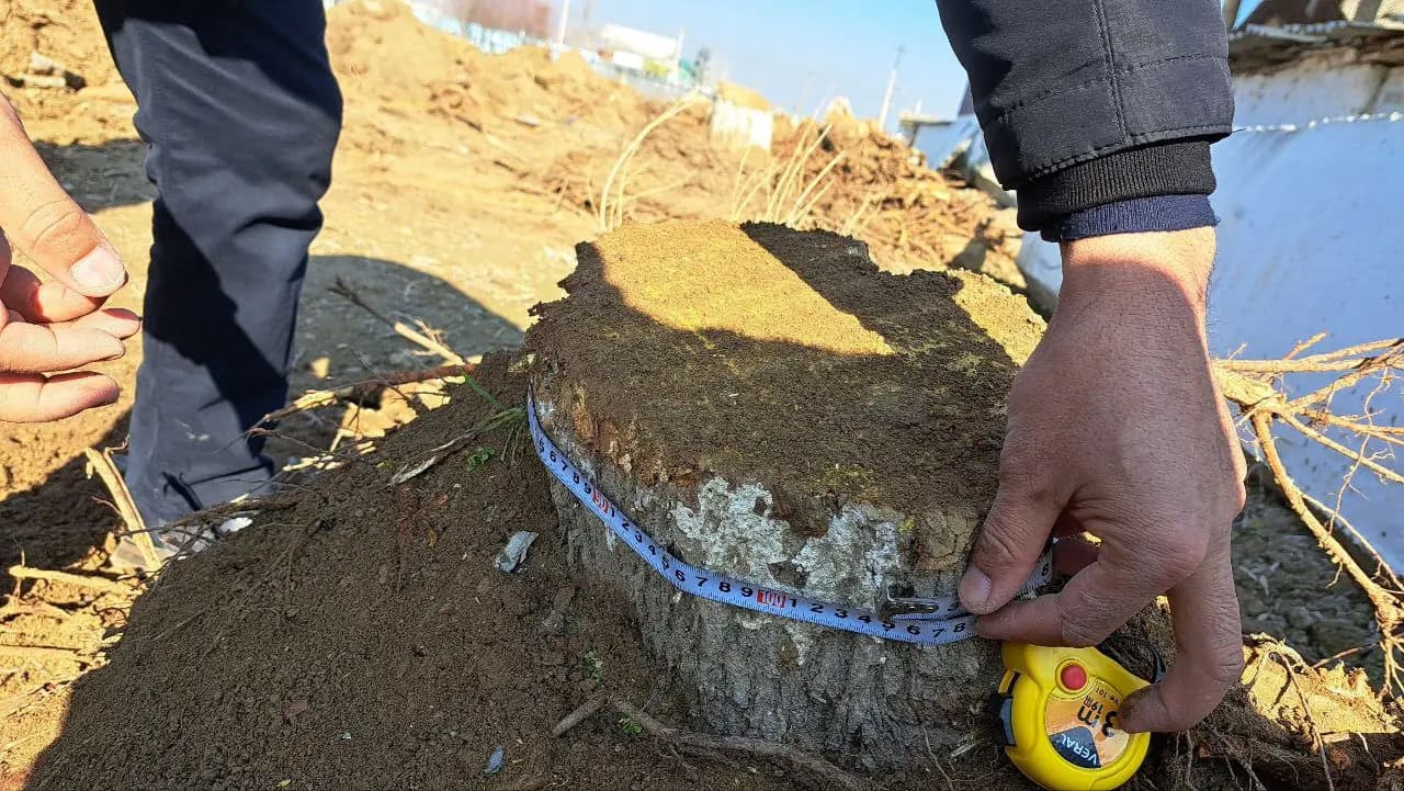 Jizzaxda tut daraxtlari kesilishi oqibatida o‘simlik dunyosiga 738 mln so‘mlik zarar yetkazildi