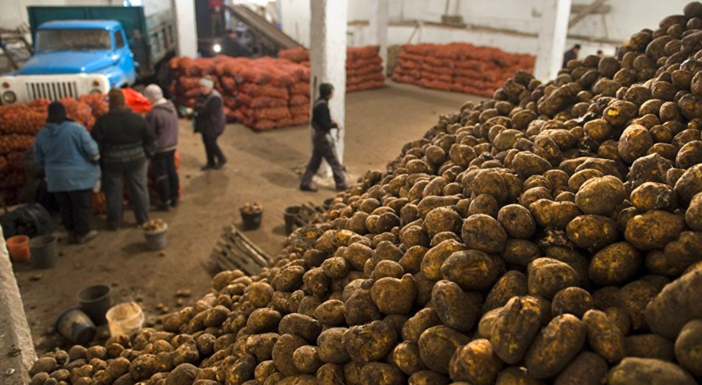 Kyrgyzstan considers potato export ban as prices surge &nbsp;