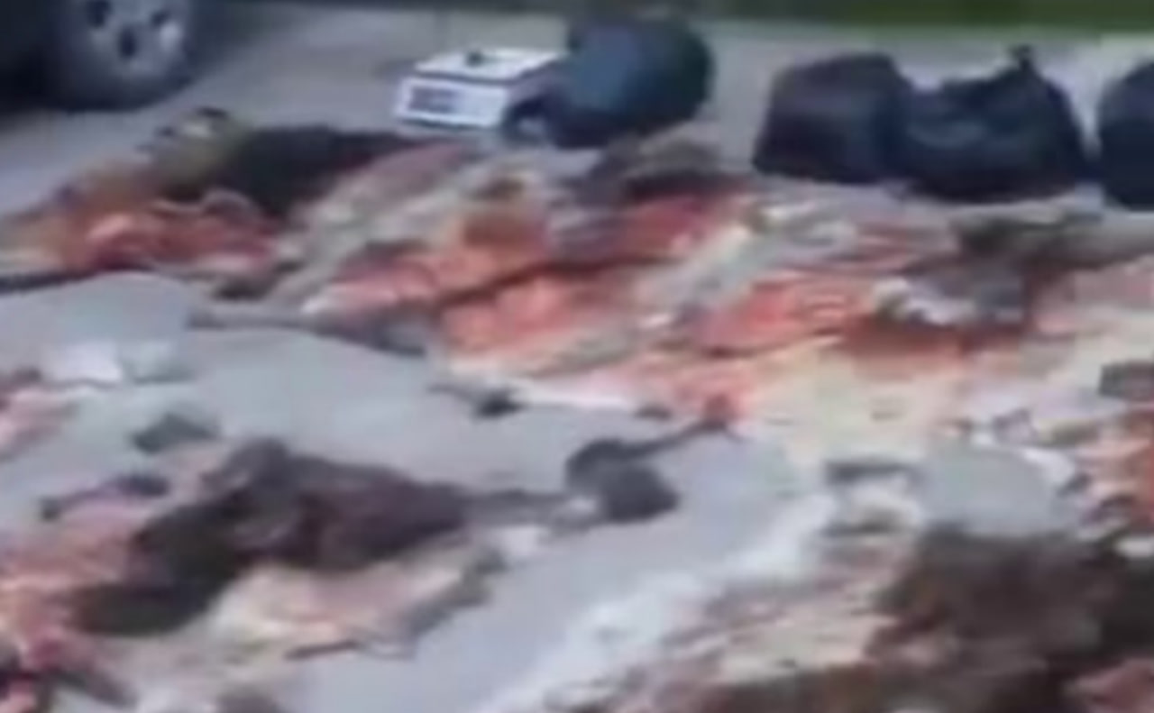 <p><b><strong>Toshkent viloyatining yana bir hududida eshak terilari topildi (video) </strong></b></p>