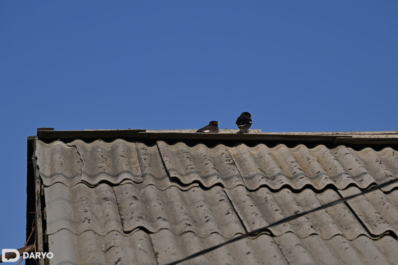 Ўзбекистонда февраль ойида ёғингарчилик меъёрдан кам бўлди