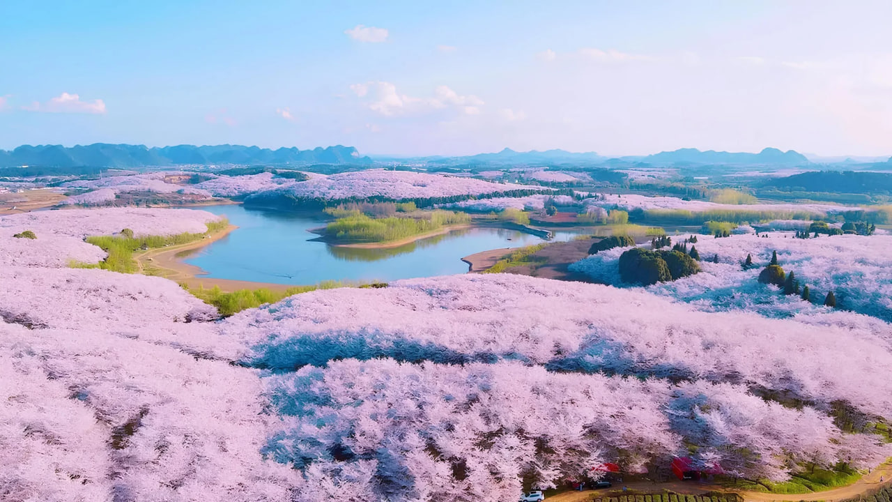 <p><b></b><strong>Xitoyda joylashgan dunyodagi eng yirik sakura bog&lsquo;iga sayohat (video)</strong></p>