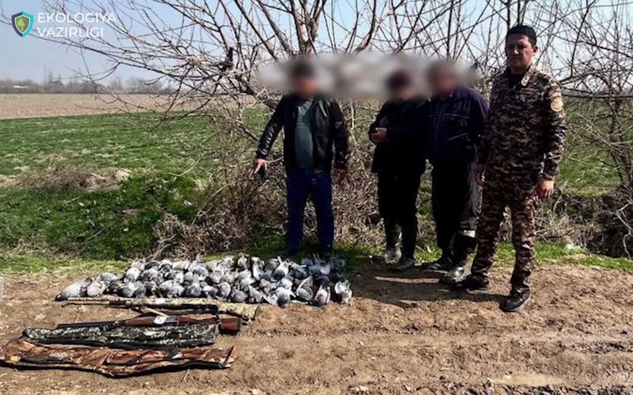 <p><b><strong>Zarar 19 mln so‘m: Toshkent viloyatida ikki fuqaro 52 ta kaptarni nobud qildi </strong></b></p>