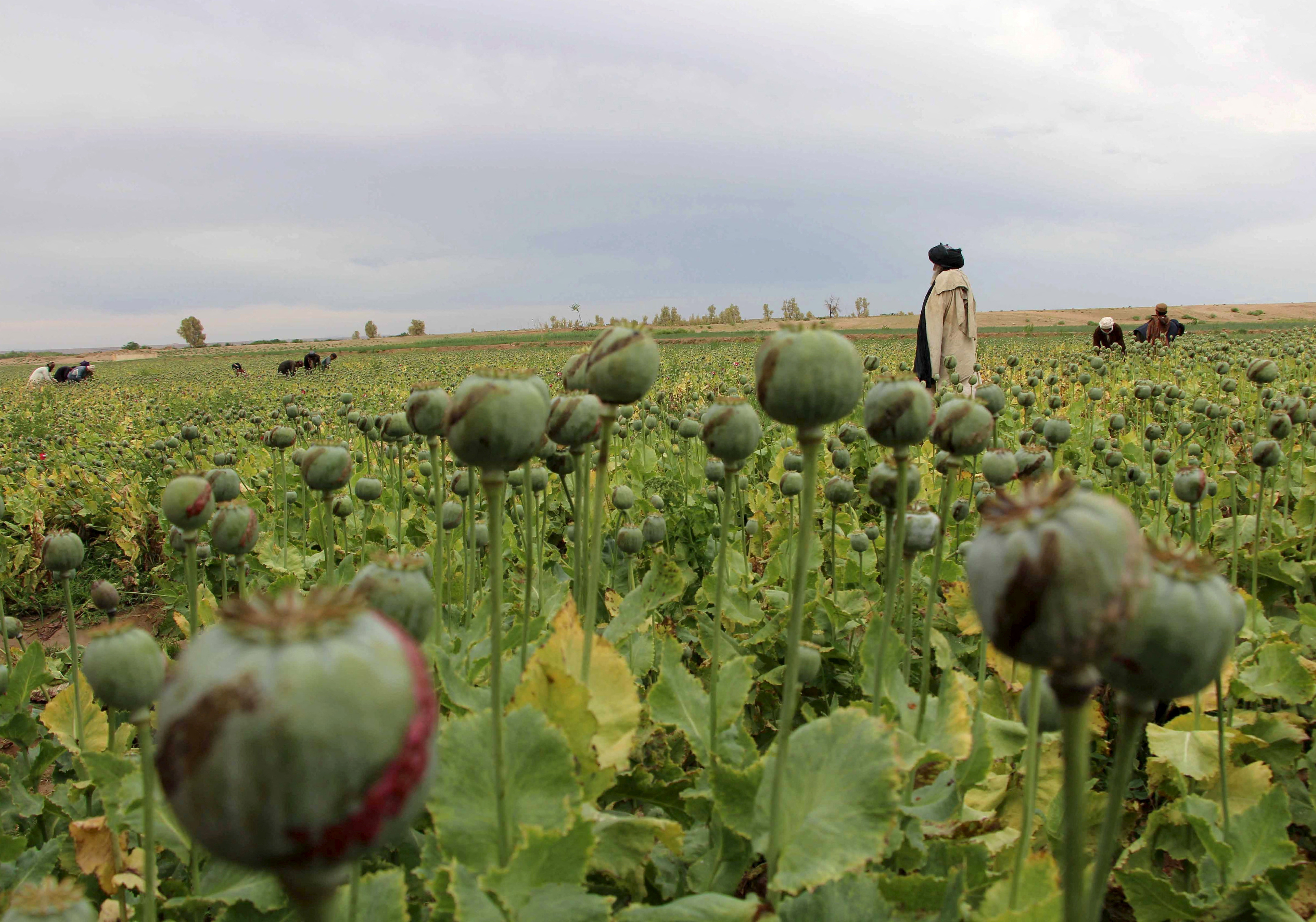 <p>Afghanistan&rsquo;s opium prices soar tenfold since drug ban&nbsp;</p>