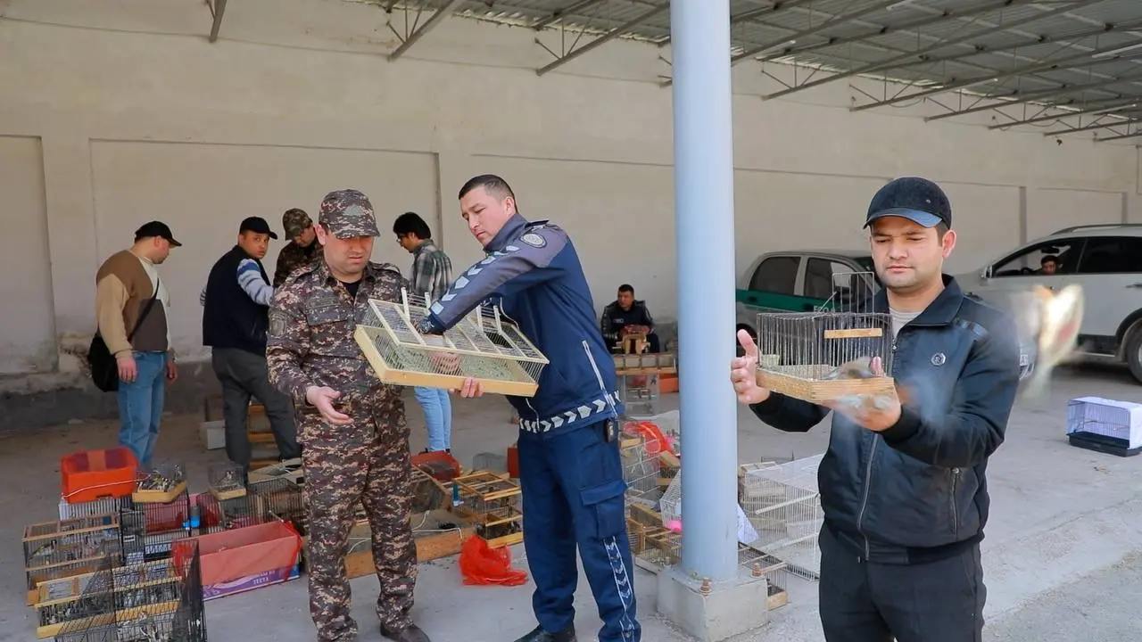 В Ташкенте предотвращена незаконная продажа более 1000 птиц и степных черепах (фото)